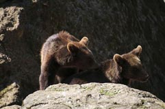 Braunbr - Zum Vergroessern klicken!